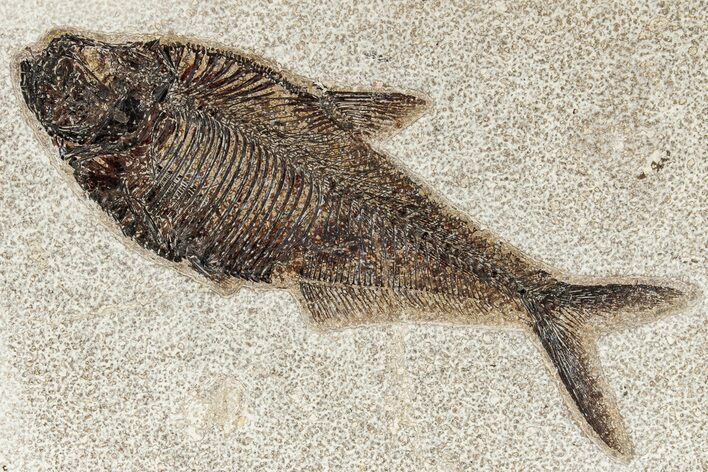 Beautiful Fossil Fish (Diplomystus) - Green River Formation #269792